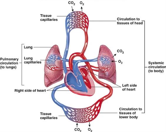 Fursultiamine cardiovascular system