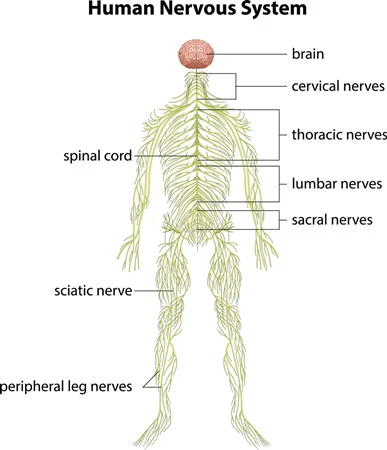 Fursultiamine Nervous System