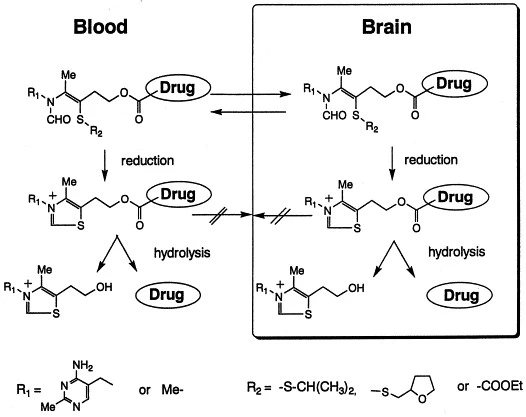 Mechanism Of Action Of Fursultiamine