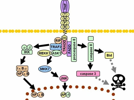 mechanism of action of piperacillin sodium