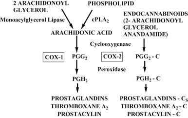 Dexketoprofen Used For Dexketoprofen Used For
