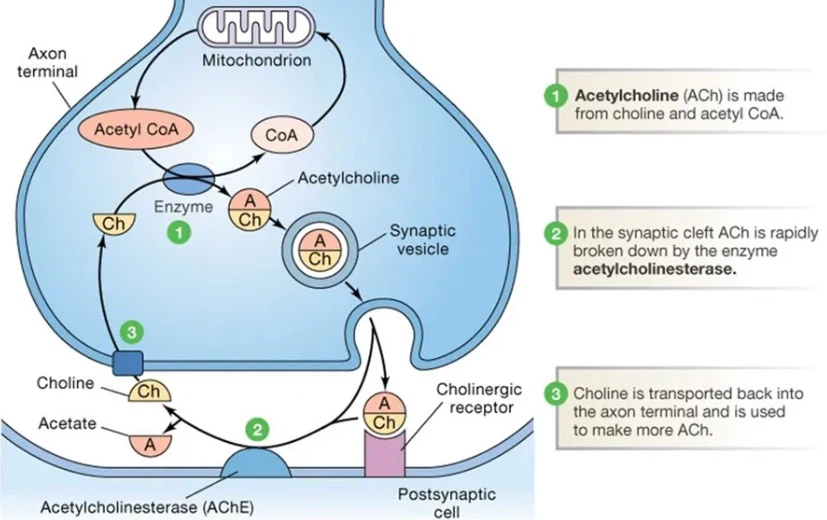 Mechanism Of Action of Nitenpyram