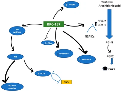 What Does The BPC-157 Do What Does The BPC-157 Do