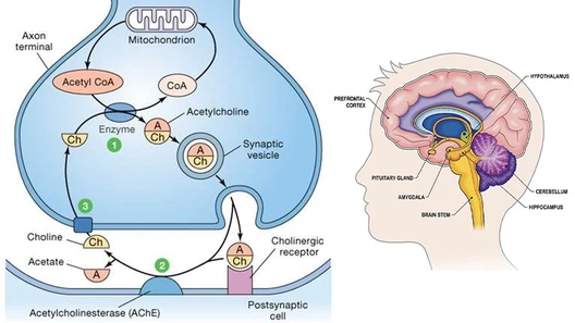 65MKC-231 powder Ajpg 65MKC-231 powder Ajpg